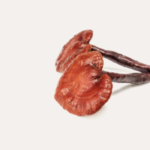 Reishi
